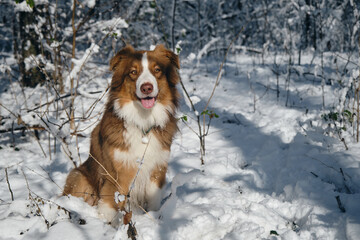 Dog in a snowy forest. Pet in the winter nature. Brown Australian shepherd portrait. Aussie red tricolor sits outside and poses.