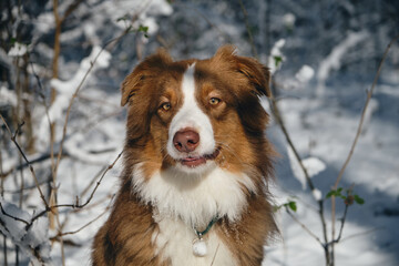 Dog in a snowy forest. Pet in the winter nature. Brown Australian shepherd close up portrait. Aussie red tricolor sits outside and poses.