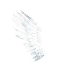 Watercolor illustration of White Swan Wing. Isolated on a white background