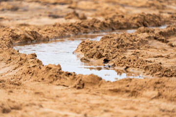 playing in the sand on the beach