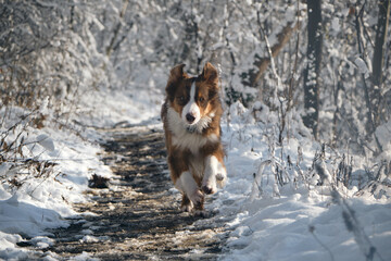 Australian shepherd dog red tricolor with funny face runs fast on white snow against forest background. Aussie dog on walk in winter park. Front view portrait in motion.