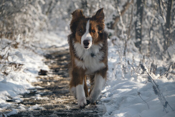 Australian shepherd dog red tricolor with funny face runs fast on white snow against forest background. Aussie dog on walk in winter park. Front view portrait in motion.