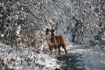 Dog in a snowy forest. Pet in the winter nature. Brown Australian shepherd walk alone. Aussie red tricolor stays outside and poses.