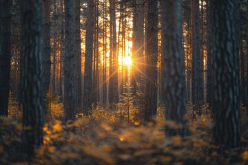 Sun Shines Through Forest Trees