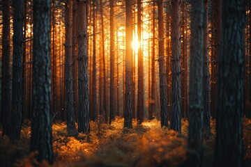 Sunlight Streaming Through Forest Trees