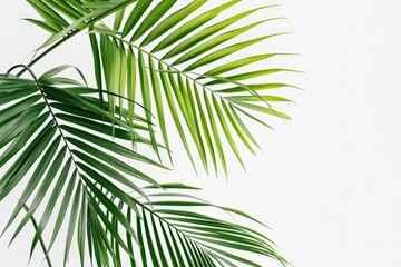 Close-Up of Palm Leaf on White Background