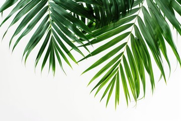 Close-Up of Palm Leaf on White Background