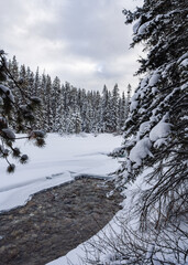 Partially frozen river among snow covered pines