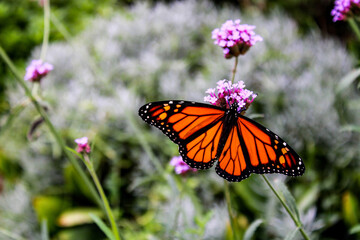Monarch butterfly on flower