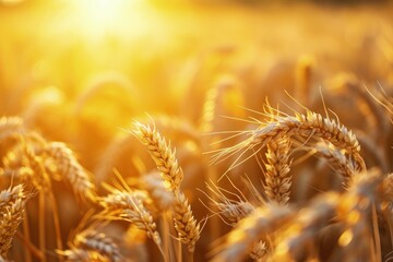 Obraz premium Sunlit Field of Wheat