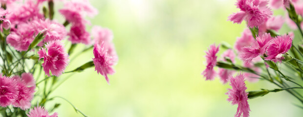 Delicate light pink carnation flowers on a light green natural background, floral summer background with carnations.