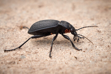 Carabus coriaceus bug or Ground Beetle with babies