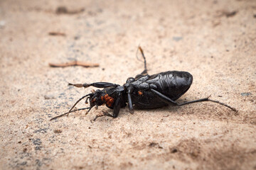 Carabus coriaceus bug or Ground Beetle with babies