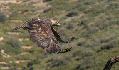 the majestic golden eagle in flight	