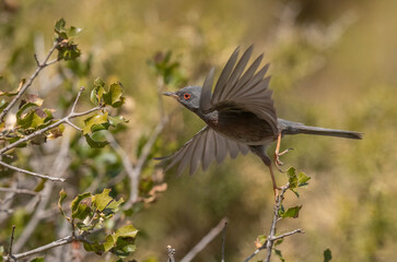Datford Warbler take off from the branch	