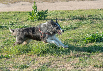 Naklejka na ściany i meble The border collie in action in the field 