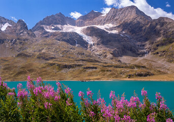 Turquoise alpine lake and pink fireweed by snowcapped mountains. Switzerland. 