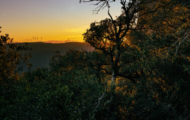 Obraz premium Sunset in the forest