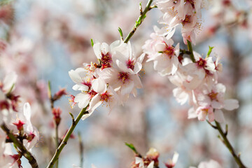 Branches of almond tree full of white pretty blooms with little green leaves