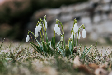 spring snowdrops in the grass