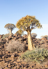 Nice landscape with quiver tree