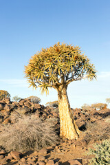 Nice landscape with quiver tree