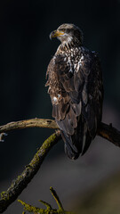 Young Bald Eagle (Haliaeetus leucocephalus) Perching on a Tree Branch