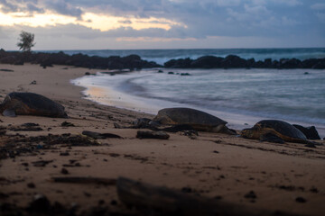 sea turtles on the beach