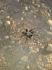 Tarantula 