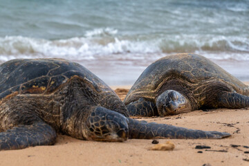sea turtles on the beach