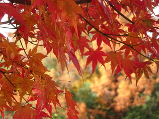 秋の紅葉の風景