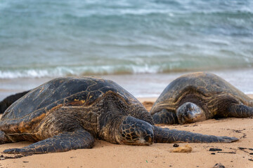 sea turtles on the beach