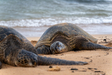 sea turtles on the beach