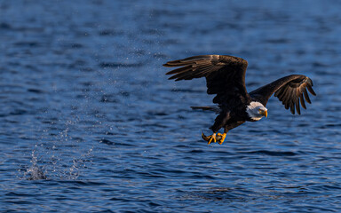 Bald Eagle (Haliaeetus leucocephalus) Catching a Fish