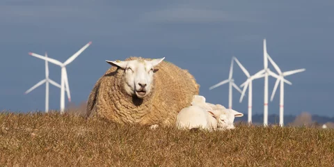 Foto op Plexiglas Schaf mit zwei Lämmern auf dem Deich bei Ockholm in Nordfriesland, Schleswig-Holstein, Deutschland. Im Hintergrund Windräder. © Thorsten Schier