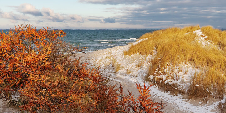 Bei Heiligenhafen in Schleswig-Holstein an der Ostsee mit Fr&uuml;chten des Sanddorn (Hippophae rhamnoides, sea-buckthorn), einem Weg zum Strand und D&uuml;nen mit Schnee im Januar.
