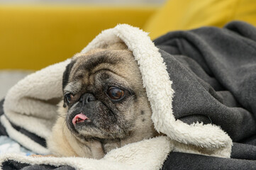 old pug resting on a yellow sofa covered with a jacket 5