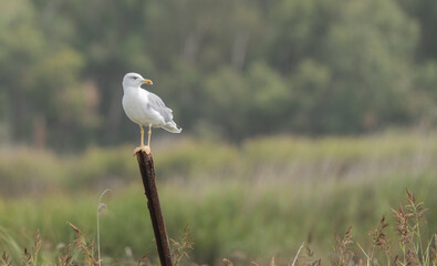  yellow-legged on the rusty iron
