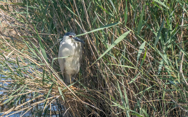 Black-crowned Night Heron hidden among the reeds in the delta ebro river	