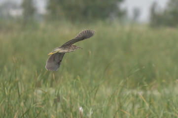 young Black-crowned Night Heron in flight over the marsh	
