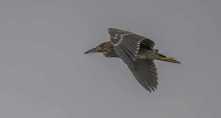 young Black-crowned Night Heron in flight over delta ebro river	