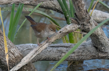 cetti's warbler on the branch always near the pond	