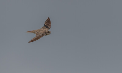 sand martin in flight over the lagoon	