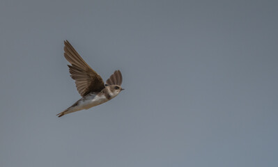 sand martin in flight over the lagoon in spain	