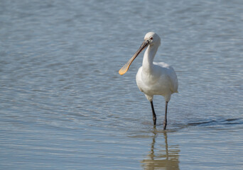 The eurasian spoonbill in the Ebro delta	