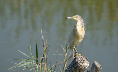 Squacco Heron in the marshes of the ebro delta	