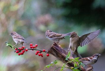 The fights, positions and attitudes of the sparrows in flight are spectacular!