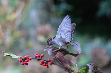 The fights, positions and attitudes of the sparrows in flight are spectacular!