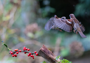 The fights, positions and attitudes of the sparrows in flight are spectacular!