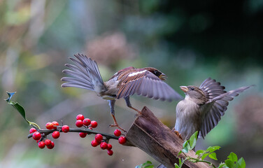 Naklejka premium The fights, positions and attitudes of the sparrows in flight are spectacular!